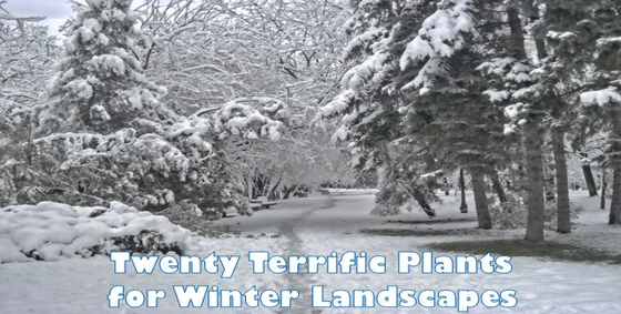 twentyterrificplantsforwinterlandscapes