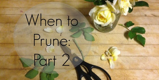 when to prune again