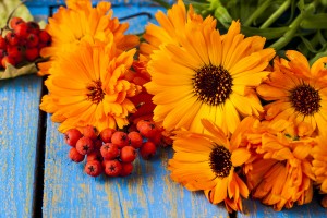 Flowers Of A Calendula On An Old Wooden Background