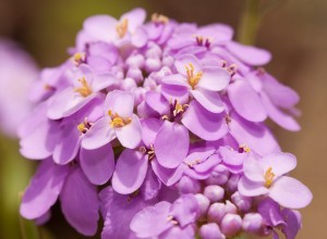 Iberis umbellata, Candytuft flower in delicate light purple colo