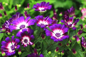 Cineraria flowers and buds