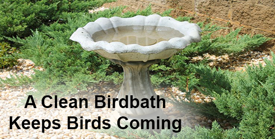 clean bird bath house