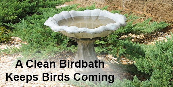 Cleaning Bird Feeders and Bird Baths - Landscape Edging Blog