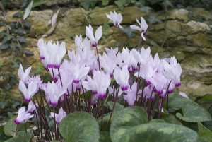 Pink And White Cyclamen