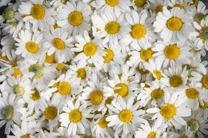 Background of fresh medicinal roman chamomile flowers