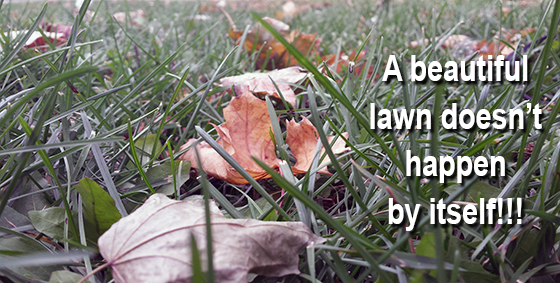 fall lawn care