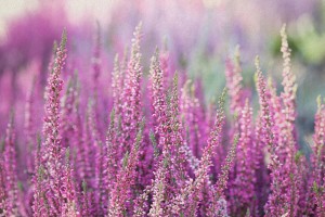 Heather Flowers. Small Violet Flowers. Vintage Paper Background.