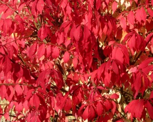 burning bush