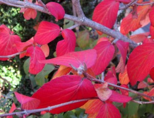 korean spice viburnum(1)