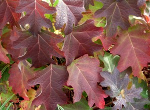 oakleaf hydrangea