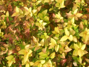 spirea