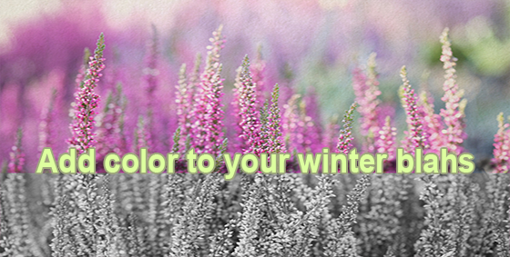 winter color