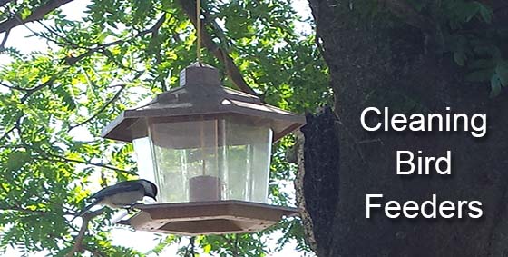 how to clean bird feeders landscape edging blog how to clean bird feeders landscape edging blog