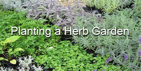 herb garden