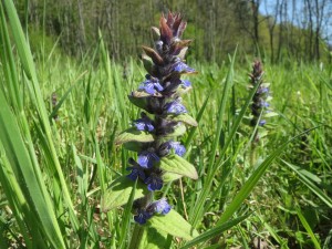 Ajuga