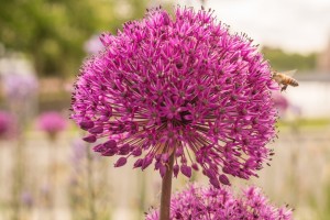 Allium