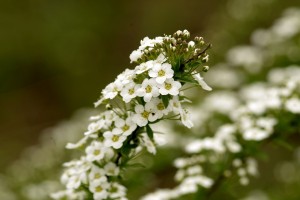 Alyssum