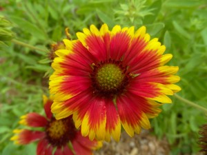 Blanket flower