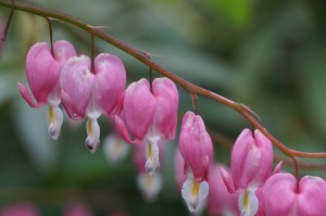 Bleeding heart