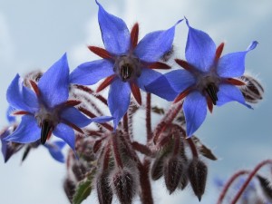 Borage