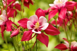 Columbine