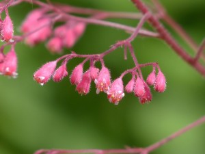 Coral bells (heuchera)