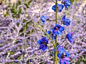 Delphinium