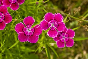 Dianthus