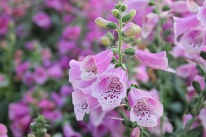 Foxglove