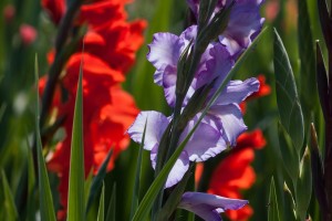 Gladiolus