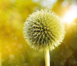 Globe thistle