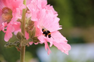 Hollyhocks