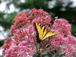 Joe-pye weed