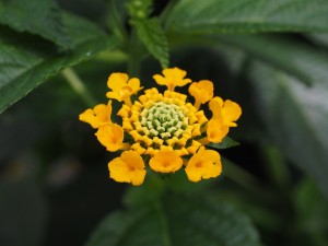 Lantana