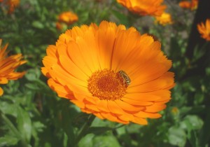 Marigold