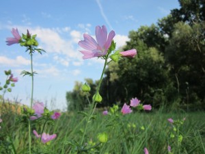 Musk mallow