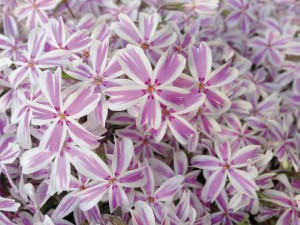 Phlox