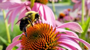 Purple coneflower