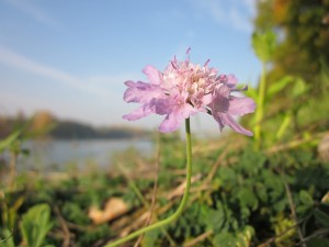 Scabiosa