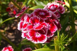 Sweet William