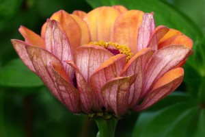 Zinnia