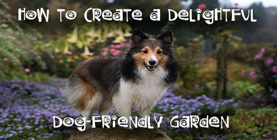 dog friendly garden