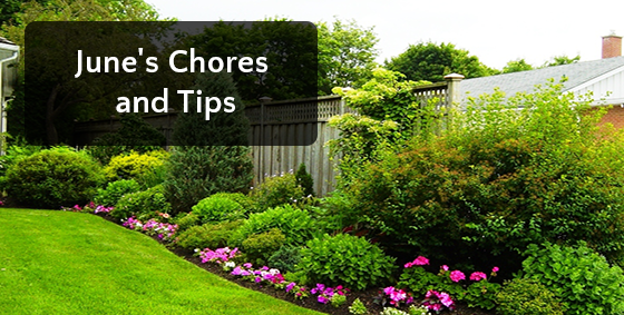 junes chores and tips