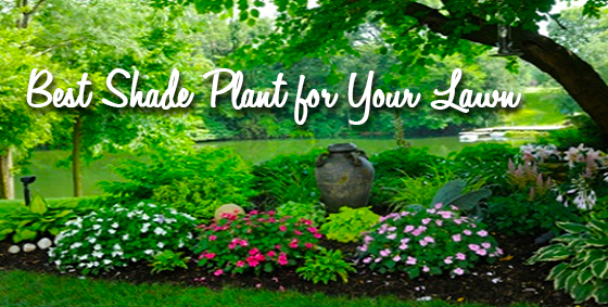 best shade plant for lawn - Copy