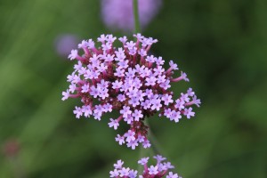 Creeping Thyme