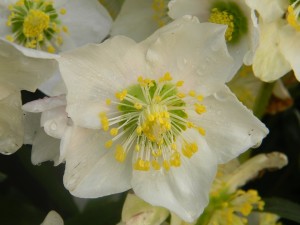 Hellebores