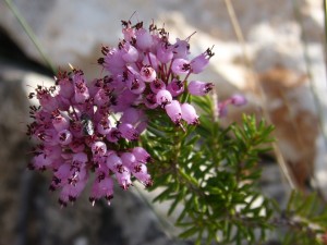 Winter Heather