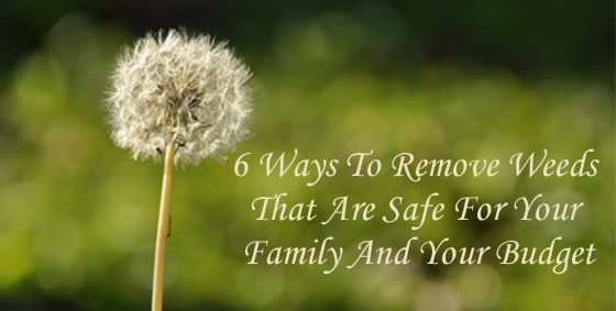 6 Ways to Remove Weeds That Are Safe for your Family and your Budget